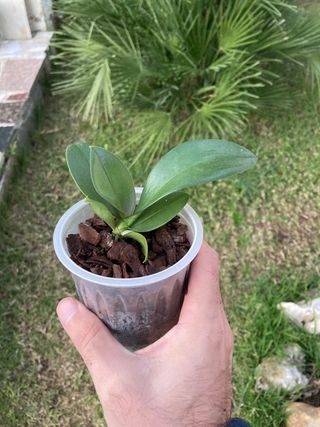 Phalaenopsis minimark