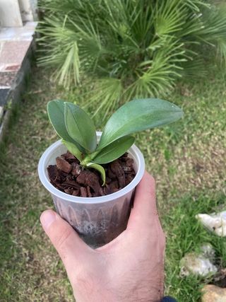 Phalaenopsis minimark