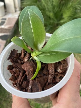 Phalaenopsis minimark