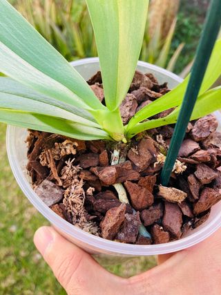 Phalaenopsis Dora Blue