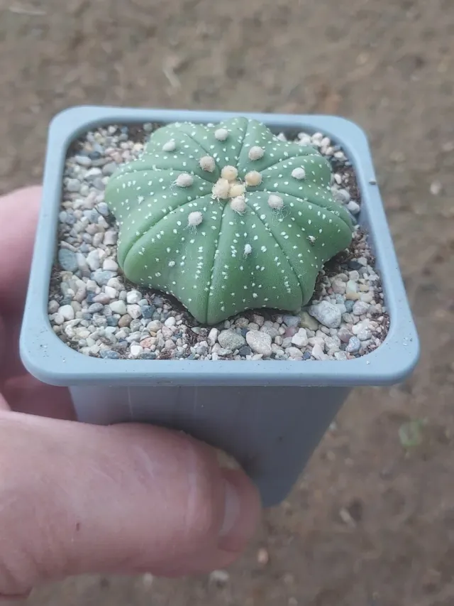 ASTROPHYTUM ASTERIAS STAR SHAPE, 5 CM DIÁMETRO