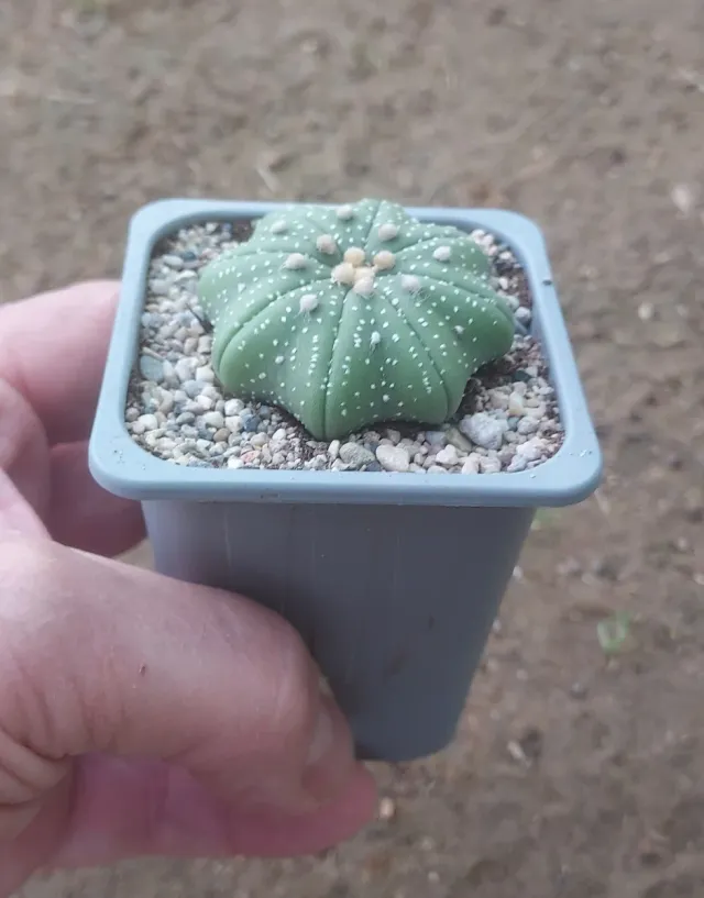 ASTROPHYTUM ASTERIAS STAR SHAPE, 5 CM DIÁMETRO
