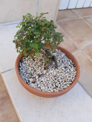 Bonsái olmo. Maceta terracota. Solo en persona