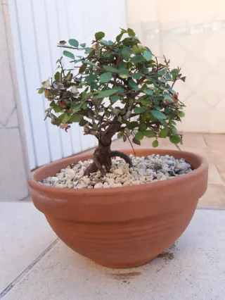 Bonsái olmo. Maceta terracota. Solo en persona