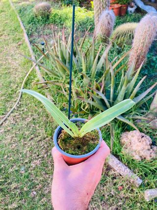 Paphiopedilum henryanum