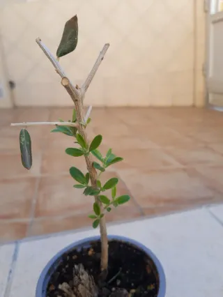 Proyecto Pre-bonsai olivo. En persona.