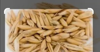 Semilla de avena forridena