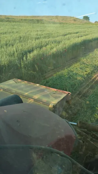 Semilla de avena forridena