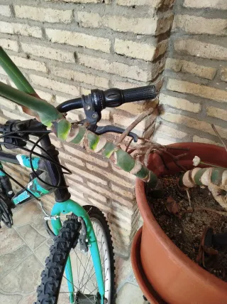 Monstera Deliciosa Planta Grande