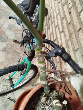 Monstera Deliciosa Planta Grande