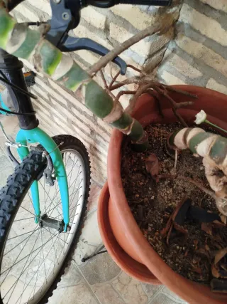 Monstera Deliciosa Planta Grande