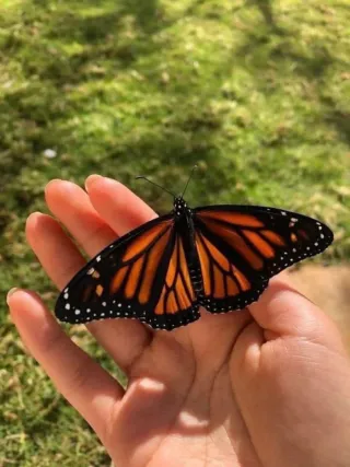 Limpieza a Domicilio