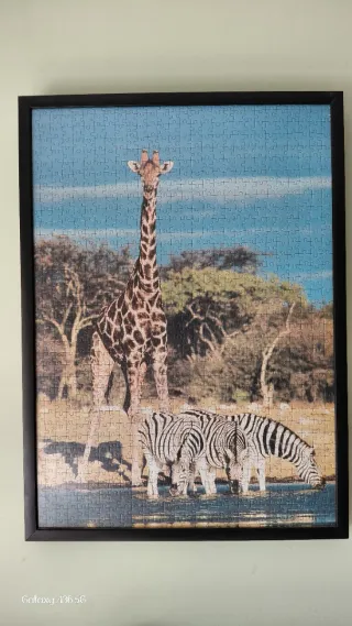 Cuadro Jirafa y Cebras 73 x 53