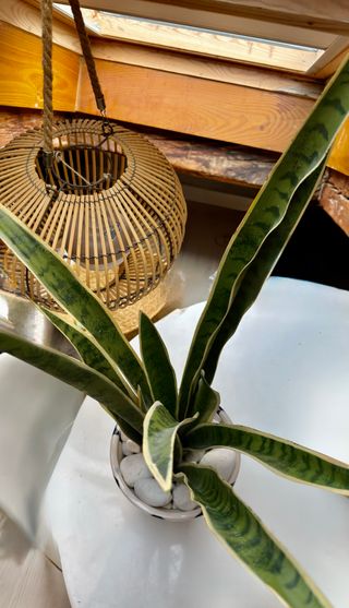 Planta Artificial con Maceta