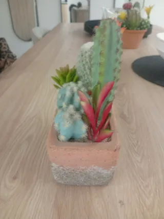 Planta Cactus Decorativa