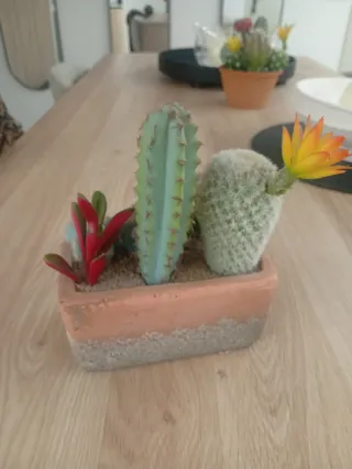 Planta Cactus Decorativa