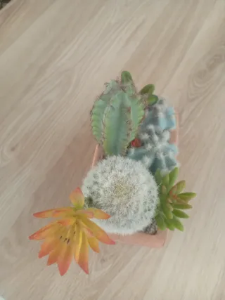 Planta Cactus Decorativa