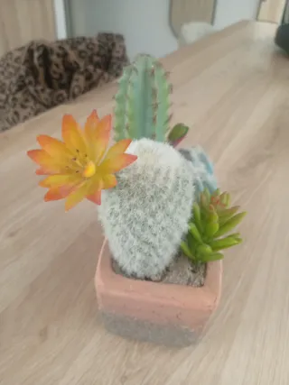 Planta Cactus Decorativa