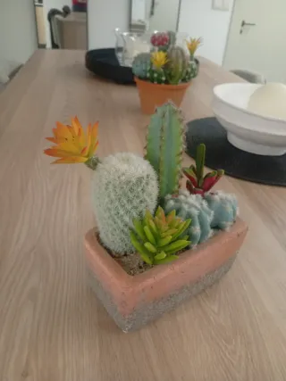 Planta Cactus Decorativa