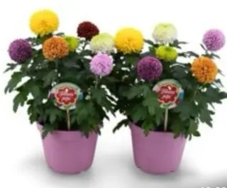 Set 2 Chrysanthemum Pompon