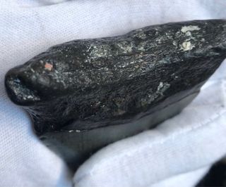 Fósil Megalodón 20 Millones Años + Regalo