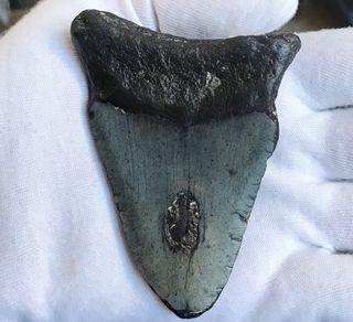 Fósil Megalodón 20 Millones Años + Regalo