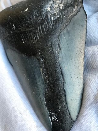 Fósil Megalodón 20 Millones Años + Regalo