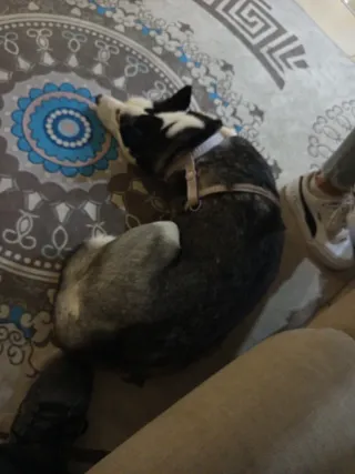 Cuidador i paseador de mascotas