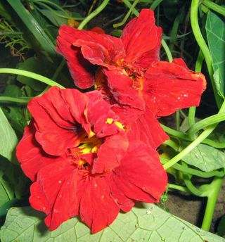 Nasturzio Principe Indiano - Rosso Vellutato