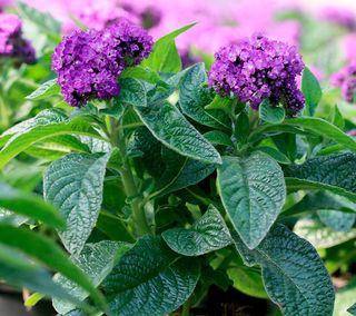 Heliotropio Aromatico Profumatissimo