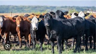 Busco trabajo en granjas