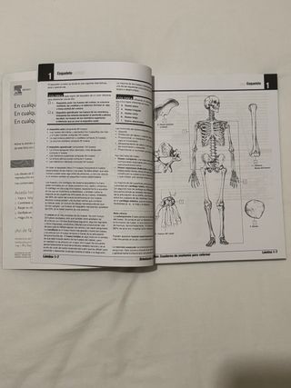 Netter. Cuaderno de anatomía para colorear: 2ª ...