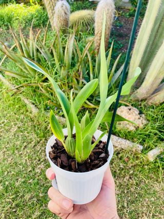 Odontoglossum Tiger Barb