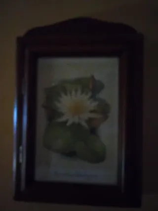 Cuadro cuelga llaves Nymphaea Daubenyana