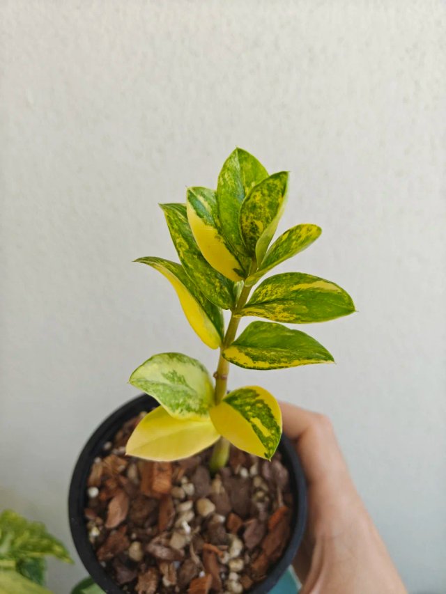 Zamioculcas Variegata Pianta