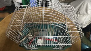 Jaula para pájaros blanca y verde