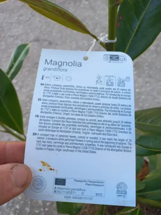 Magnolio Grandiflora