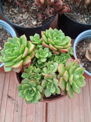 Echeveria Letizia