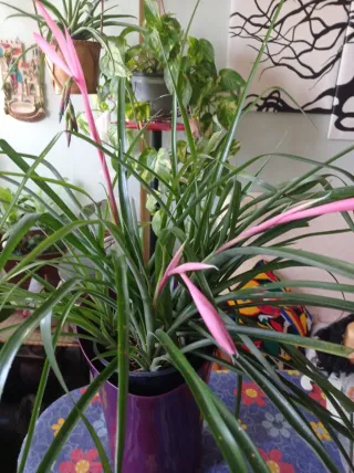 Bromelia en flor