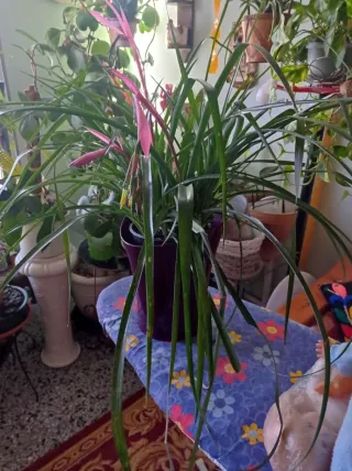 Bromelia en flor