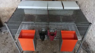 Jaula paridera para conejos