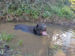 Adiestrador canino titulado