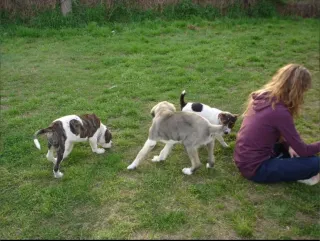 Adiestrador canino titulado