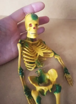 Antiguo Esqueleto PVC