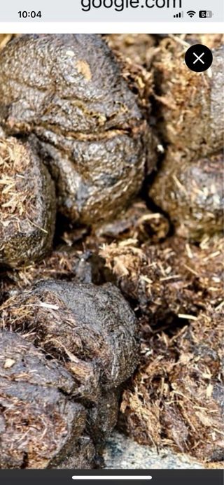 Estiércol de caballo 20 euros todo lo q te lleves