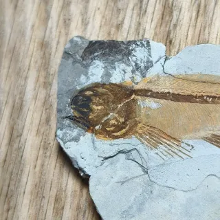 FOSIL DE PEZ EN PIEDRA