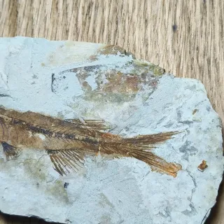 FOSIL DE PEZ EN PIEDRA