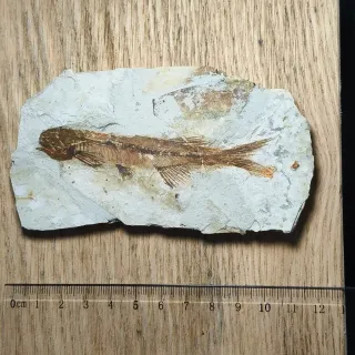 FOSIL DE PEZ EN PIEDRA