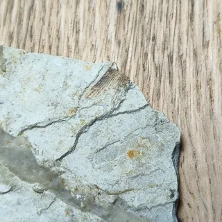 FOSIL DE PEZ EN PIEDRA