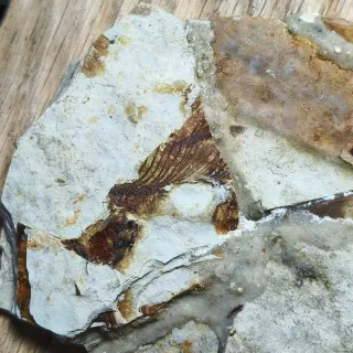 FOSIL DE PEZ EN PIEDRA